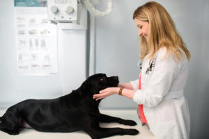 vet with black lab dog at Quincy Veterinary Urgent Care Center photographed by boston photographer nicole loeb