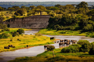 elephants in Tarangire National Park in Tanzania safari photographed by boston travel photographer nicole loeb