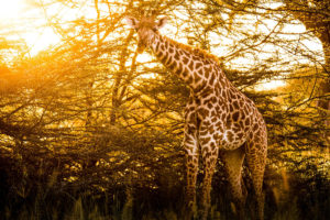 giraffe in tanzania safari photographed by boston travel photographer nicole loeb