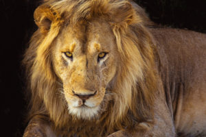 lion in tanzania safari photographed by boston travel photographer nicole loeb