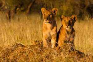 lion cubs in tanzania safari photographed by boston travel photographer nicole loeb