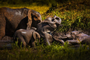 elephants in tanzania safari photographed by boston travel photographer nicole loeb